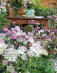 Beauty & Bounty with Noemi Mercurelli: Easy Cut Flowers for Busy City Lives. Thursday 5th June 2025