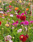 Lunch & Flower Picking at Cooke's House Flowers, West Sussex. Wednesday 3rd September 2025